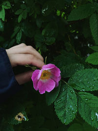 Cropped hand of woman holding red flower