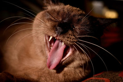 Close-up of cat yawning