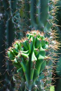 Close-up of cactus plant