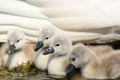 Close-up of cygnets swimming in water