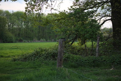 Trees in grass