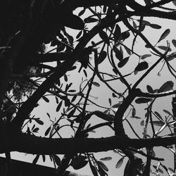 Low angle view of silhouette tree against sky