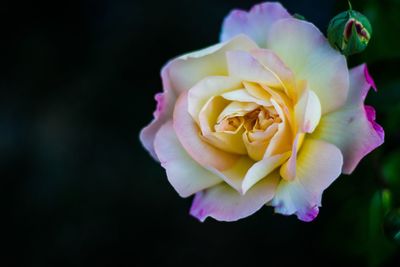 Close-up of pink rose blooming against black background