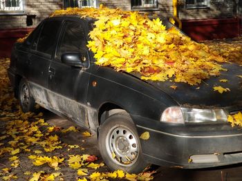 Close-up of yellow flowering plants in car