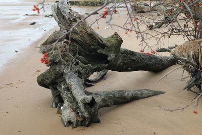 High angle view of driftwood on beach
