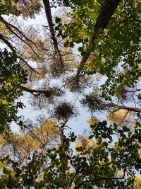 Low angle view of trees against sky