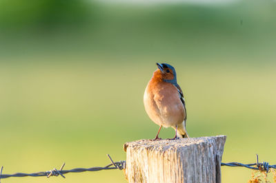 Bird perching on leaf