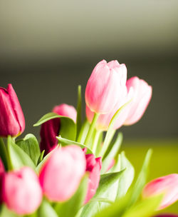 Close-up of pink flowering plant