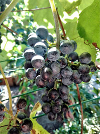 Close-up of grapes growing in vineyard