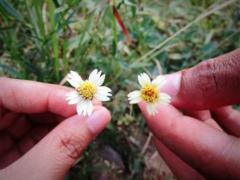 Close-up of cropped hand holding daisy