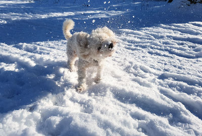 Dog in snow