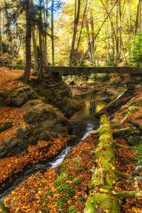 Stream flowing amidst trees in forest during autumn