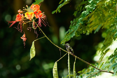 Close-up of red flowering plant