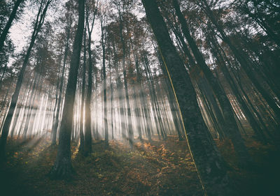 View of tall trees in the forest