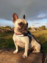 Dog looking away while sitting on rock against sky