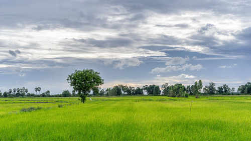 Scenic view of field against sky