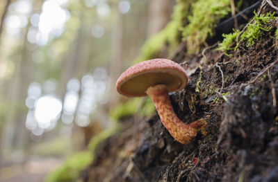 An intrepid orange mushroom pokes out of the dirt along the forest trail.