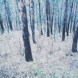 Bare trees on snow covered landscape