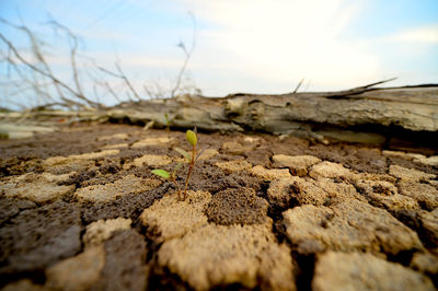 Close-up of dried plant on field against sky