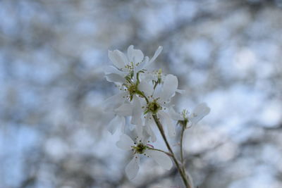 Close-up of white flowers on branch