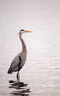 Great blue heron ardea herodias in the wetland and marsh at the myakka river state park 