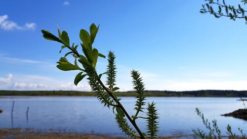 Plant by lake against sky