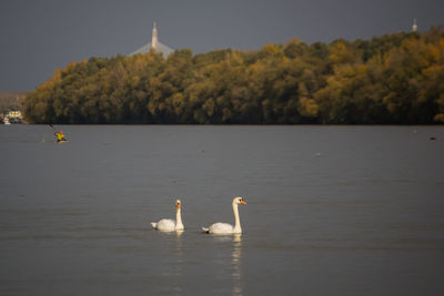 Swans swimming in lake against sky