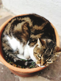 High angle view of cat sleeping