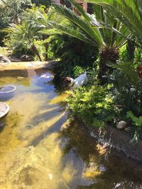 Reflection of trees in water