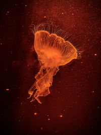 Close-up of jellyfish swimming in sea