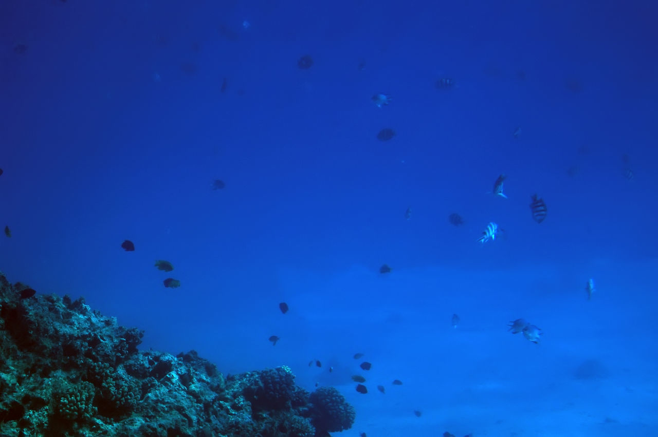 FLOCK OF FISH SWIMMING UNDERWATER