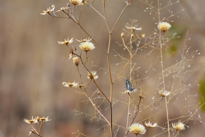 Close-up of insect on plant