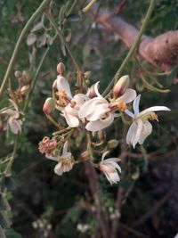 Close-up of white flowers blooming outdoors