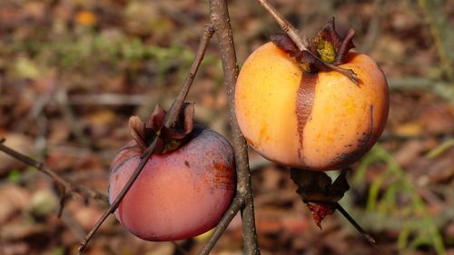 Close-up of orange fruit on field