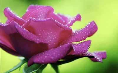 Close-up of wet purple flower