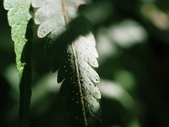 Close-up of leaf on branch