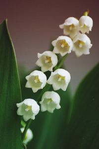 Close-up of white flowering plant