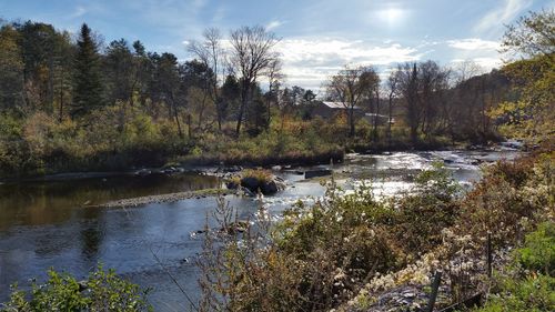 Scenic view of lake in forest against sky
