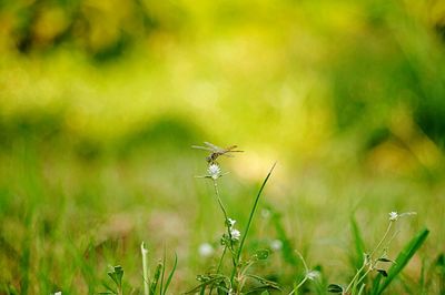 Close-up of grass