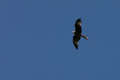 Low angle view of seagull flying