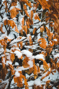 Close-up of frozen plant during winter