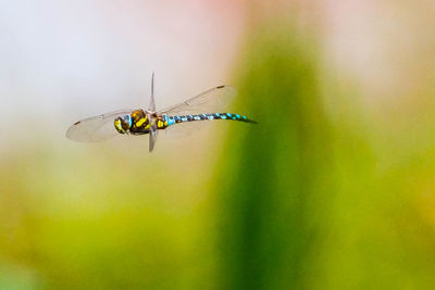 Close-up of insect on leaf