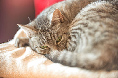 Close-up of cat sleeping