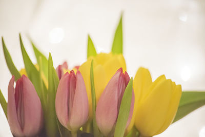 Close-up of lotus blooming outdoors