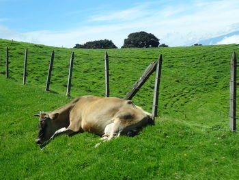 Horse grazing on field against sky