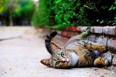 Close-up of cat resting