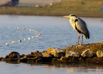 Bird perching on rock by sea