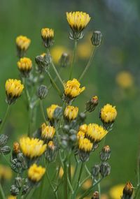 Close-up of yellow flowering plant