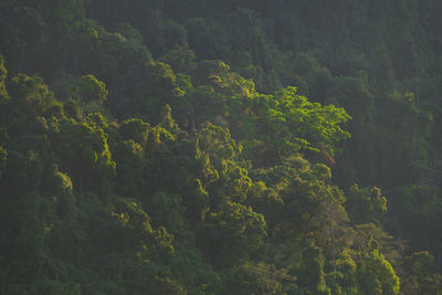 High angle view of trees in forest