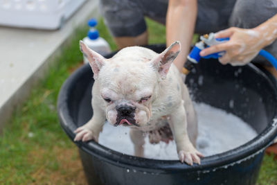 Woman bathing dog at yard